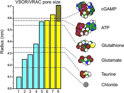 Cell Death Induction and Protection by Activation of Ubiquitously Expressed Anion/Cation Channels. Part 1: Roles of VSOR/VRAC in Cell Volume Regulation, Release of Double-Edged Signals and Apoptotic/Necrotic Cell Death